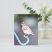 House Finch Bird Foto Postkarte (Stehend Vorderseite)