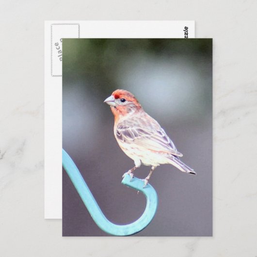 House Finch Bird Foto Postkarte (Vorne/Hinten)