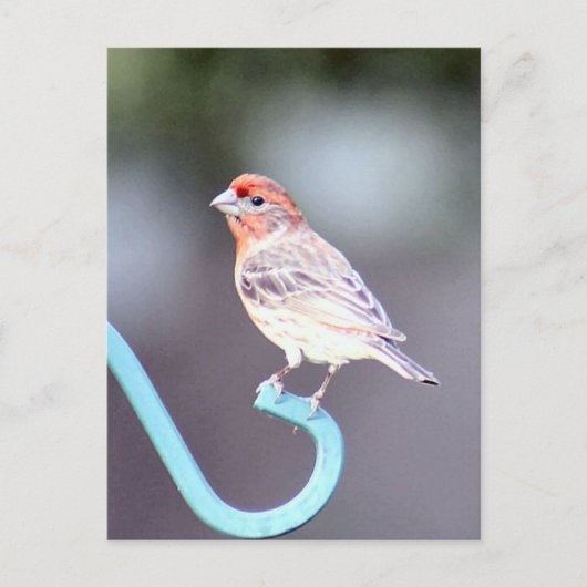 House Finch Bird Foto Postkarte (Vorderseite)
