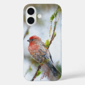 House Finch Bird Painting Individuelle Name Case-Mate iPhone Hülle (Rückseite)