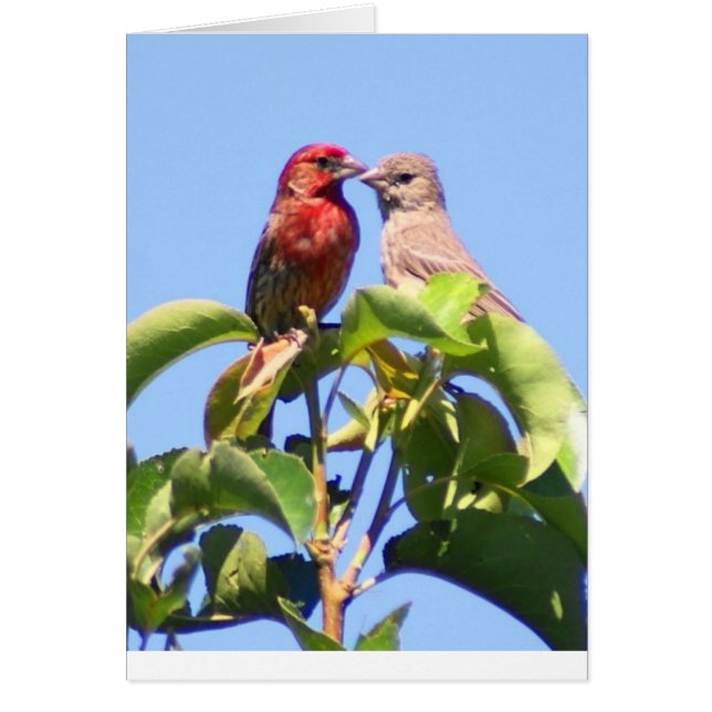 House Finch Couple (Vorne)