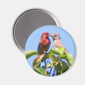 House Finch Couple Magnet (Vorderseite/Rückseite)