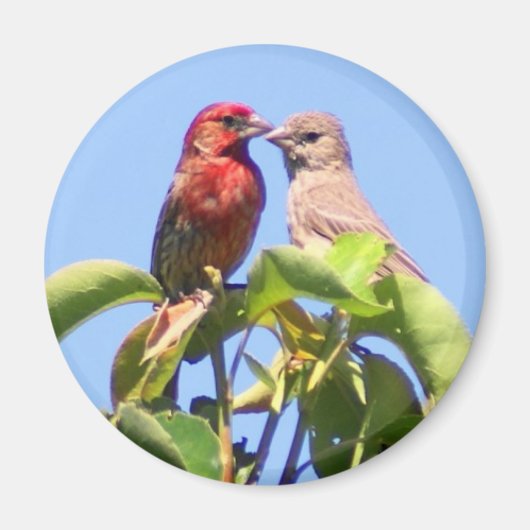 House Finch Couple Magnet (Vorne)