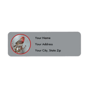 House Finch in Snow - Original Foto