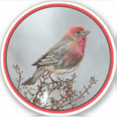 House Finch in Snow - Original Foto Aufkleber (Vorderseite)