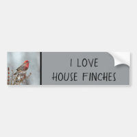 House Finch in Snow - Original Foto