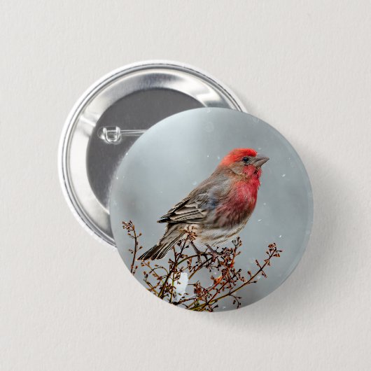 House Finch in Snow - Original Foto Button (Vorne & Hinten)