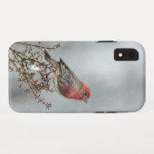 House Finch in Snow - Original Foto Case-Mate iPhone Hülle (Rückseite (Horizontal))