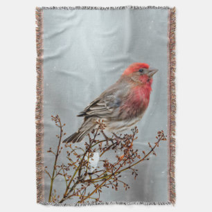 House Finch in Snow - Original Foto Decke