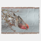 House Finch in Snow - Original Foto Decke (Vorderseite)
