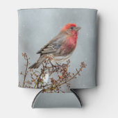 House Finch in Snow - Original Foto Dosenkühler (Vorderseite)