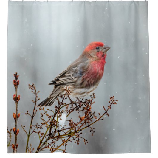 House Finch in Snow - Original Foto Duschvorhang (Vorderseite)