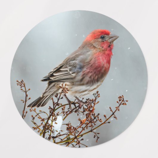 House Finch in Snow - Original Foto Etiketten (Design 1)