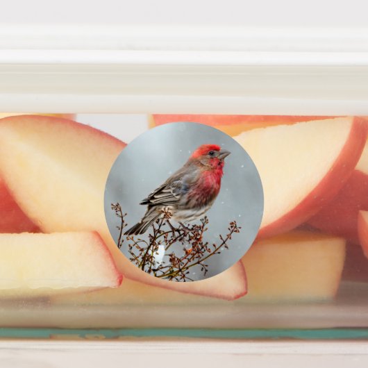 House Finch in Snow - Original Foto Etiketten (Befestigt)