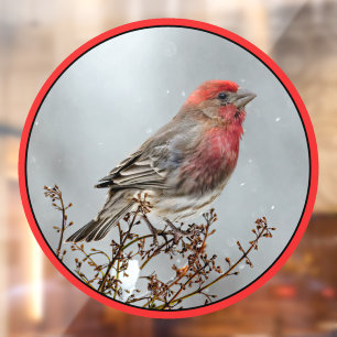 House Finch in Snow - Original Foto Fensteraufkleber