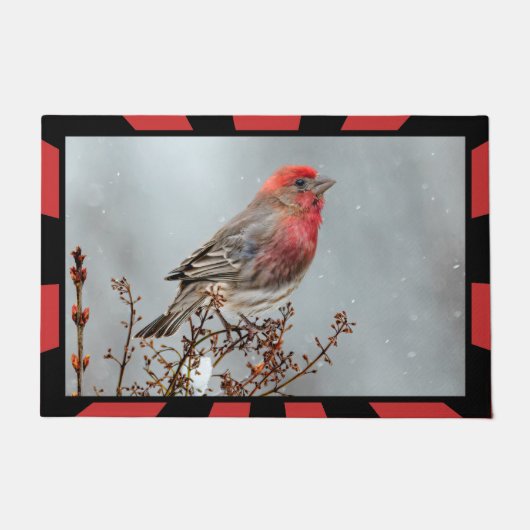 House Finch in Snow - Original Foto Fußmatte (Vorderseite)