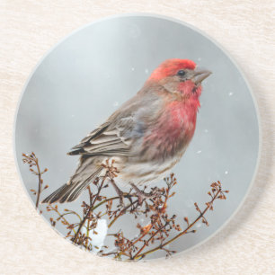 House Finch in Snow - Original Foto Getränkeuntersetzer