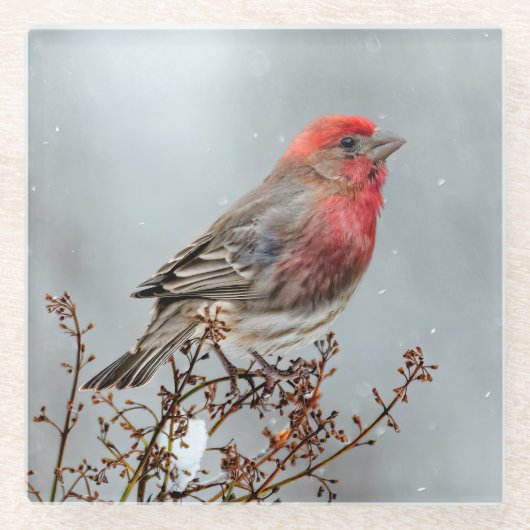 House Finch in Snow - Original Foto Glasuntersetzer (Vorderseite)