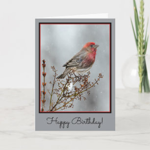 House Finch in Snow - Original Foto Karte