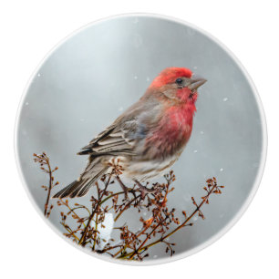 House Finch in Snow - Original Foto Keramikknauf