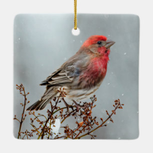 House Finch in Snow - Original Foto Keramikornament
