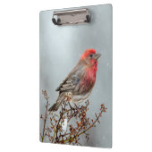 House Finch in Snow - Original Foto Klemmbrett (Links)
