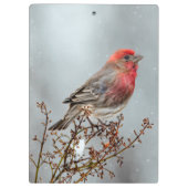House Finch in Snow - Original Foto Klemmbrett (Rückseite)