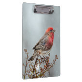 House Finch in Snow - Original Foto Klemmbrett (Rechts)