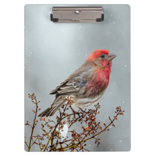 House Finch in Snow - Original Foto Klemmbrett