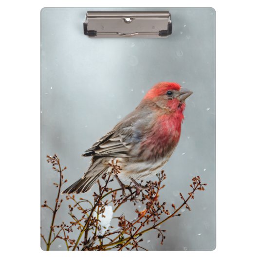 House Finch in Snow - Original Foto Klemmbrett (Vorderseite)