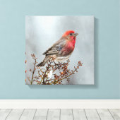 House Finch in Snow - Original Foto Leinwanddruck (Insitu (Holzboden))