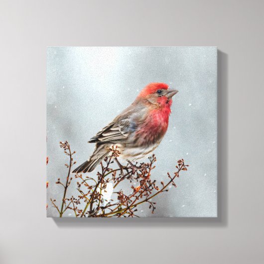 House Finch in Snow - Original Foto Leinwanddruck (Vorderseite)
