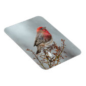 House Finch in Snow - Original Foto Magnet (Rechte Seite)