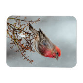 House Finch in Snow - Original Foto Magnet (Horizontal)