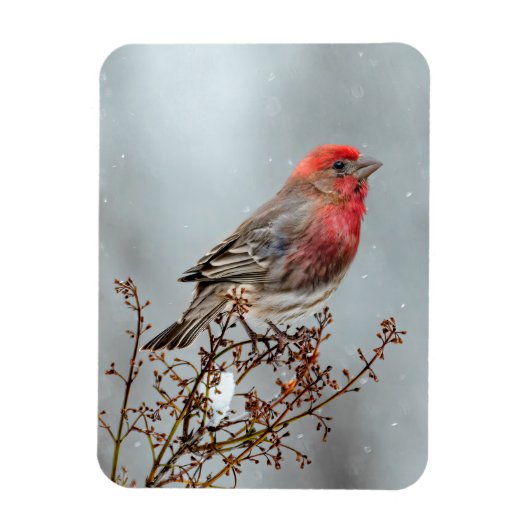House Finch in Snow - Original Foto Magnet (Vertikal)