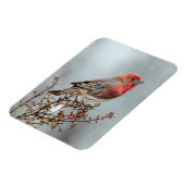 House Finch in Snow - Original Foto Magnet (Linke Seite)