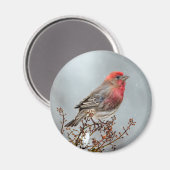 House Finch in Snow - Original Foto Magnet (Vorderseite/Rückseite)