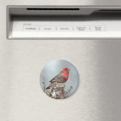 House Finch in Snow - Original Foto Magnet (In Situ (Geschirrspüler))