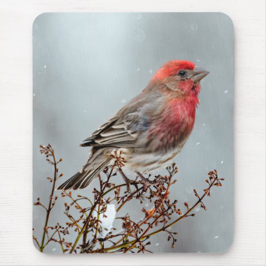 House Finch in Snow - Original Foto Mousepad (Vorne)