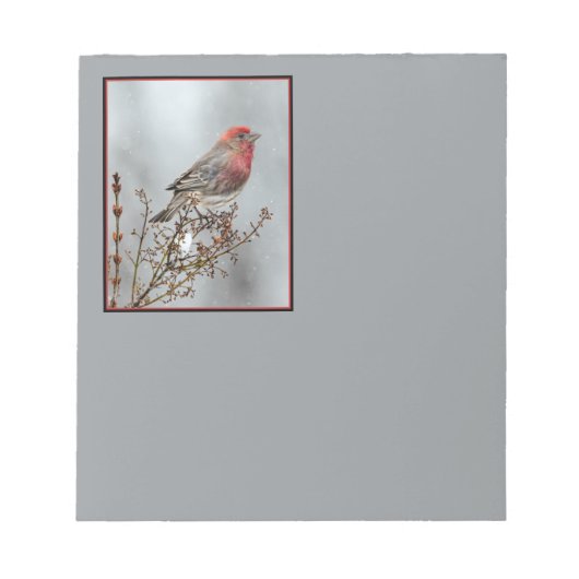 House Finch in Snow - Original Foto Notizblock (Vorderseite)