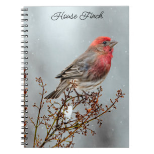 House Finch in Snow - Original Foto Notizblock