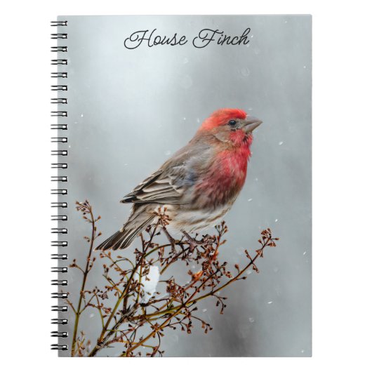 House Finch in Snow - Original Foto Notizblock (Vorderseite)