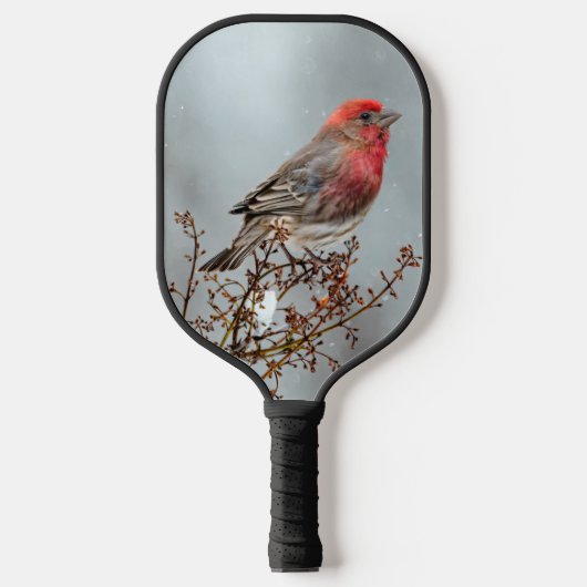 House Finch in Snow - Original Foto Pickleball Schläger (Vorderseite)