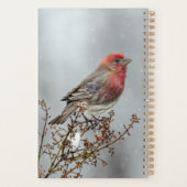 House Finch in Snow - Original Foto Planer (Rückseite)