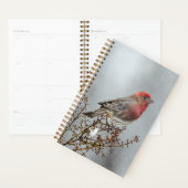 House Finch in Snow - Original Foto Planer (Anzeige)
