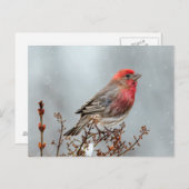 House Finch in Snow - Original Foto Postkarte (Vorne/Hinten)