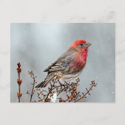 House Finch in Snow - Original Foto Postkarte (Vorderseite)