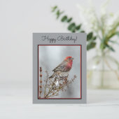 House Finch in Snow - Original Foto Postkarte (Stehend Vorderseite)