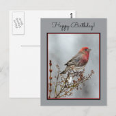 House Finch in Snow - Original Foto Postkarte (Vorne/Hinten)