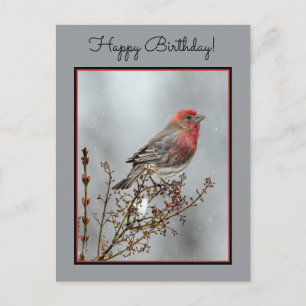House Finch in Snow - Original Foto Postkarte